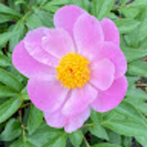 Meet your Posher, Jackie